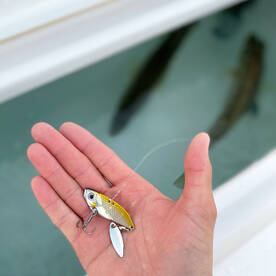 Winter Time Schooling Bass 