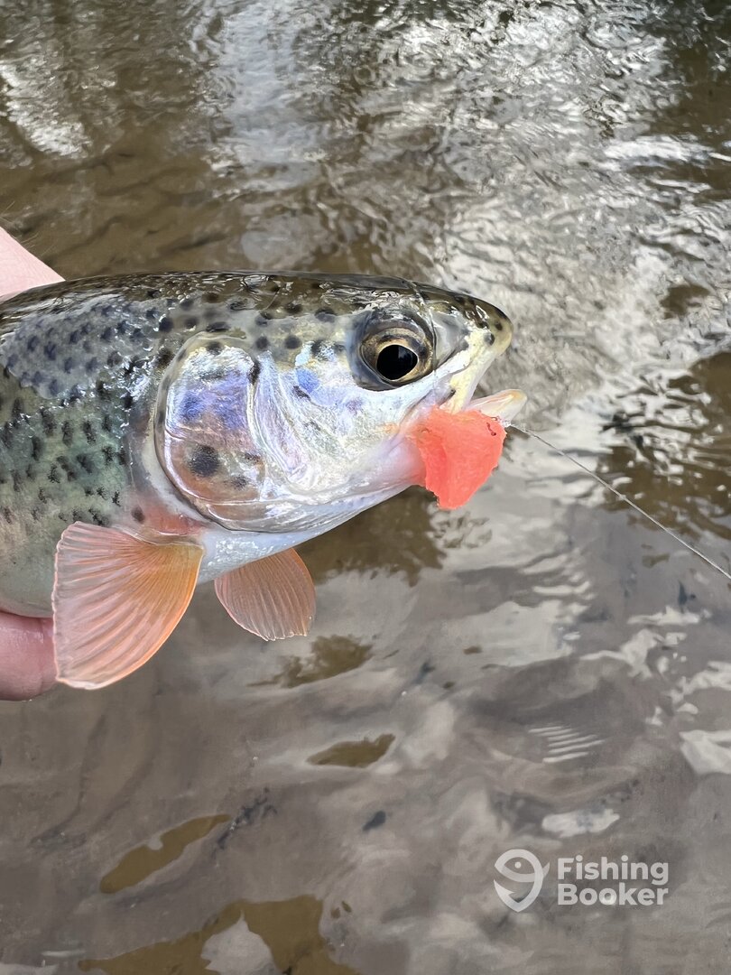 Baldwin Report Photo 0