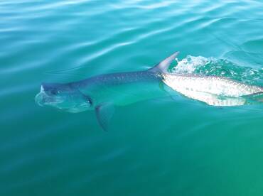 Destin Report Photo 1