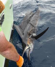 Quepos Report Photo 2