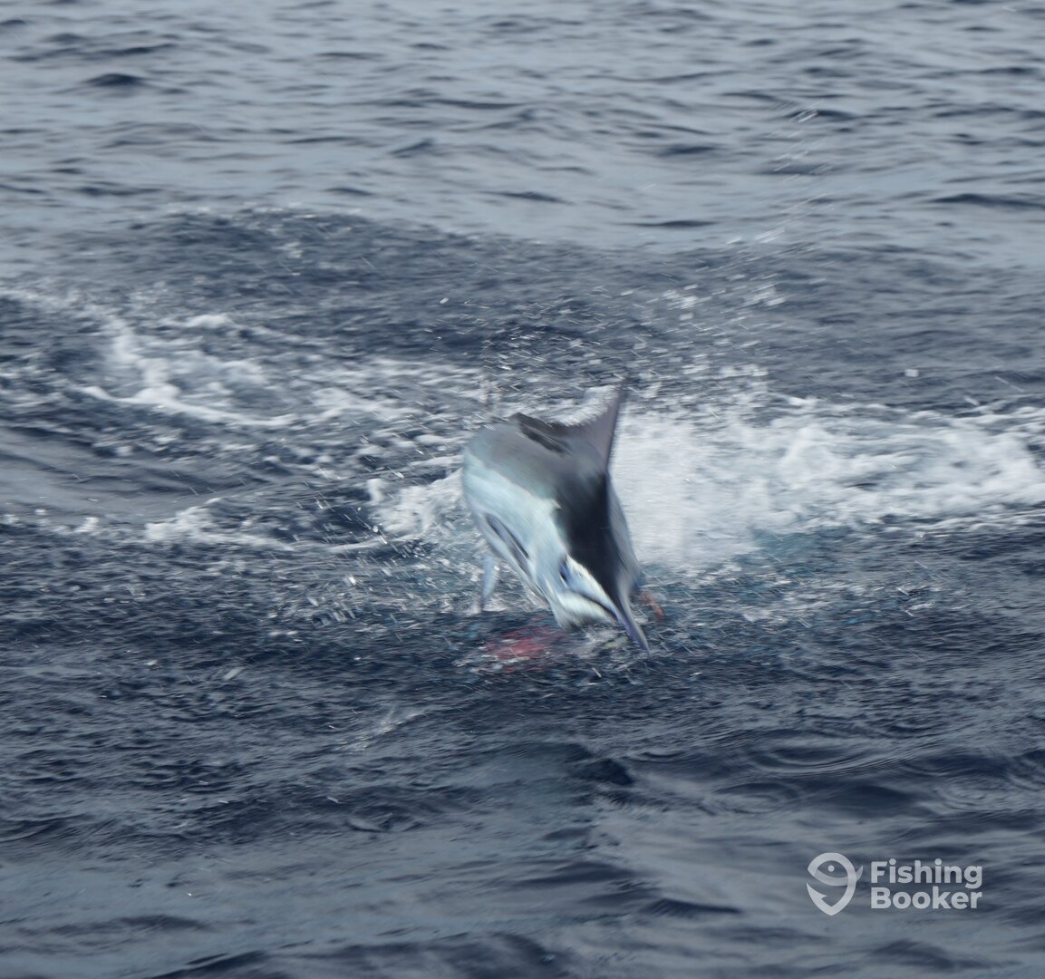 Herradura Report Photo 0