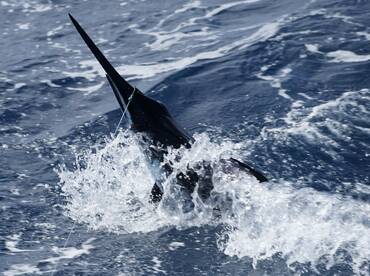 Herradura Report Photo 1