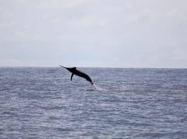 Quepos Report Photo 1