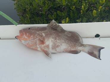 Monday’s  trip tripletail and grouper 