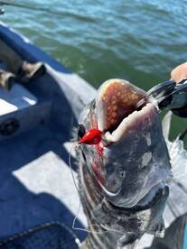 Crystal River Report Photo 1