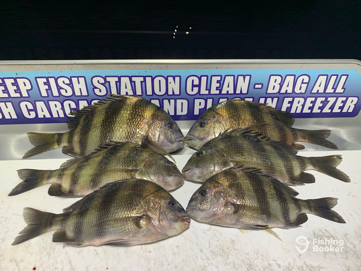 Shalimar Report Photo 0