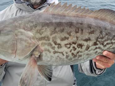 Shalimar Report Photo 2