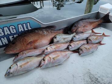 BIG GAGS, SNAPPER, PORGY'S, SHARKS