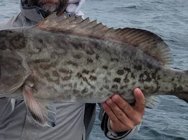 Shalimar Report Photo 1