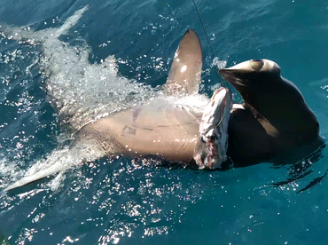 Dania Beach Report Photo 2