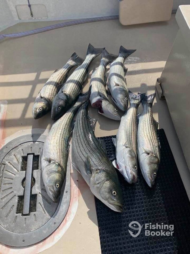 Montauk Report Photo 0