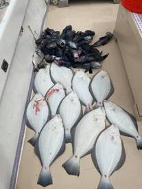 Montauk Report Photo 2