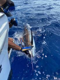 Tag and release Blue Marlin