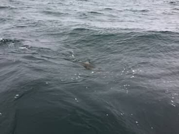 Bourne Report Photo 1