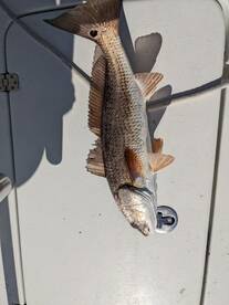 Topsail Beach Report Photo 2