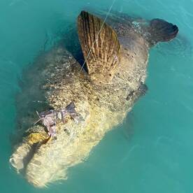 Islamorada Report Photo 1