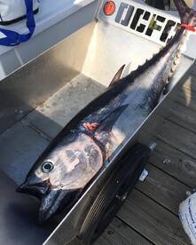 Ocean City Report Photo 2