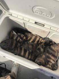 Its been bay snapper crazy