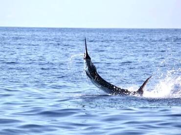 Quepos Report Photo 1