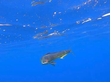 Quepos Report Photo 1