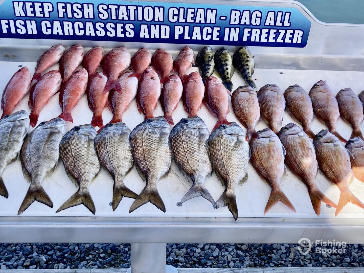 Shalimar Report Photo 0