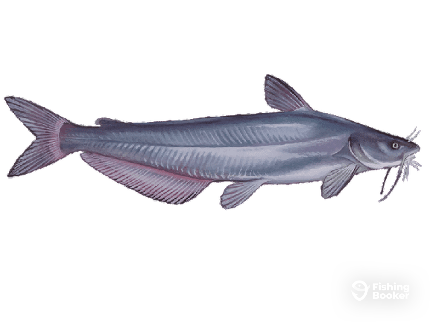 Blue Cats are every where