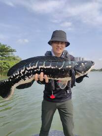 Big toman aka snakehead