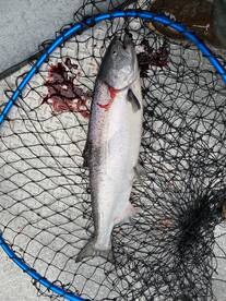 Portland Report Photo 2