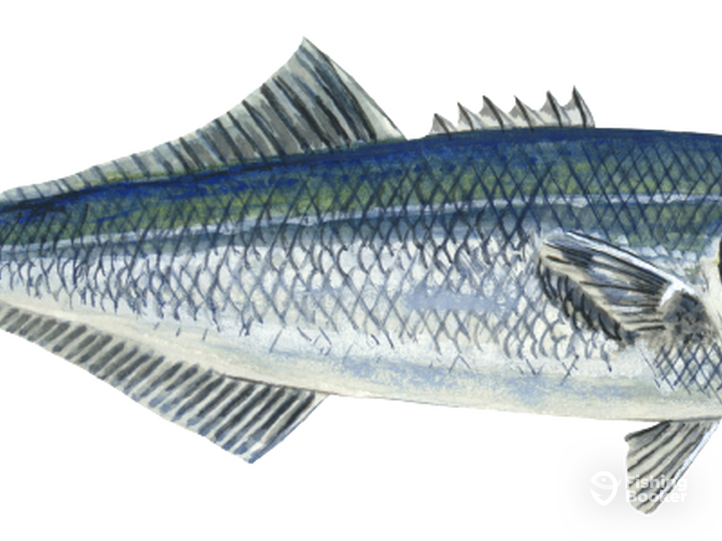 Hopewell Report Photo 0