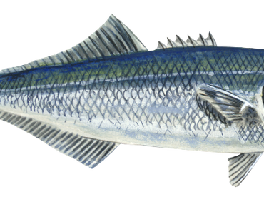 Fishing Is Starting to Pick Up