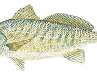 Hopewell Report Photo 1