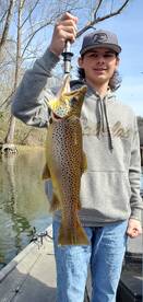 Brown trout fun
