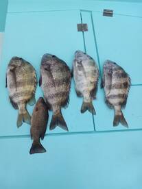 Destin Report Photo 2