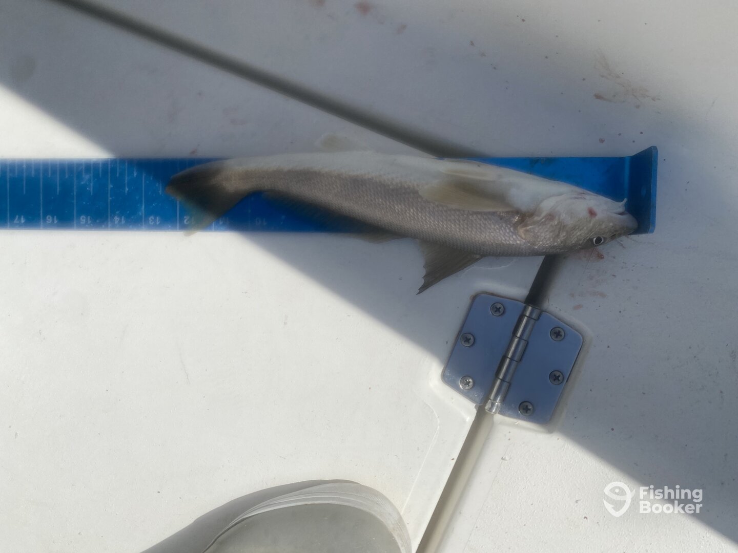 Emerald Isle Report Photo 0