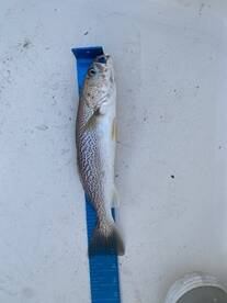 Emerald Isle Report Photo 1