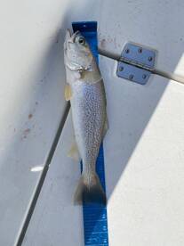 Emerald Isle Report Photo 2