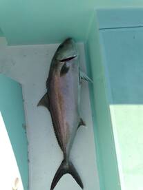 Destin Report Photo 1