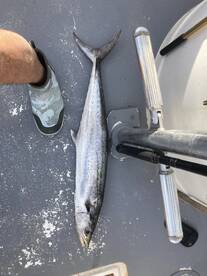 Shalimar Report Photo 2