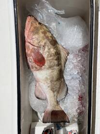 Grouper Season is Open 5/1/2022