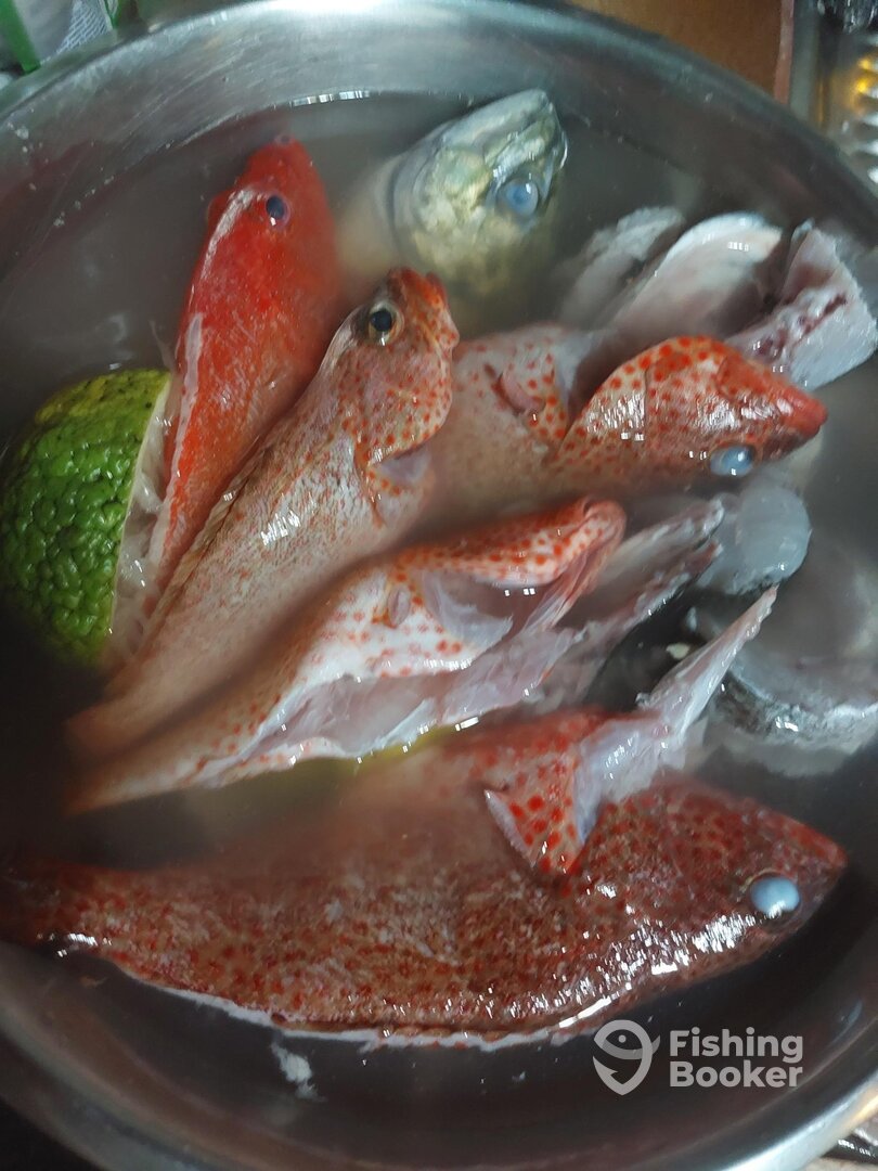 Fish cleaned up a bit! 