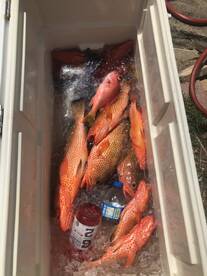 Humacao Report Photo 1