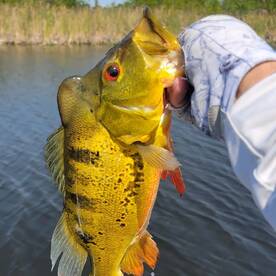 Fishing is Hot in Everglades right Now!!