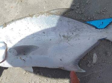 Stud Pompano! 