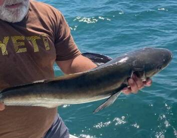First Cobia trip for 2022! 