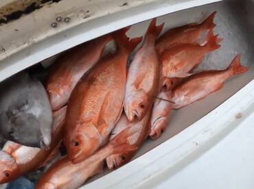 Jacksonville Report Photo 1