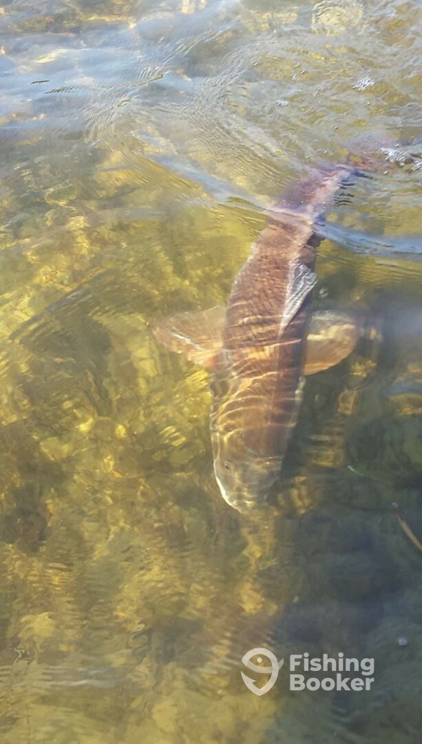 Santa Rosa Beach Report Photo 0