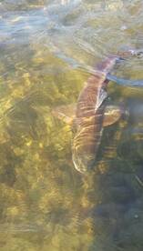 Summer Fishing Is Heating Up!