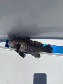 Emerald Isle Report Photo 1