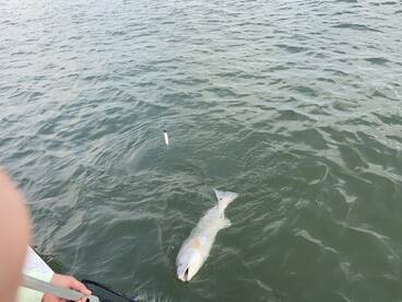 A nice Mixed box of fish 