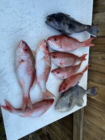 Jacksonville Report Photo 1